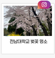 전남대학교 벚꽃 명소